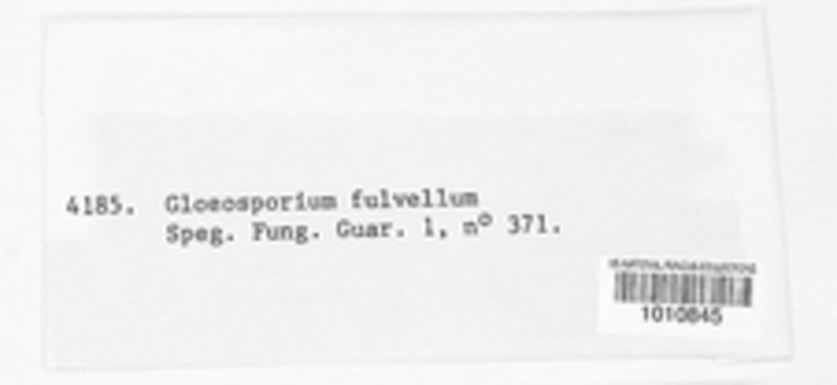 Sporonema fulvellum image